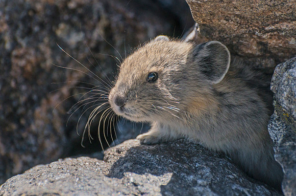 Pika_12