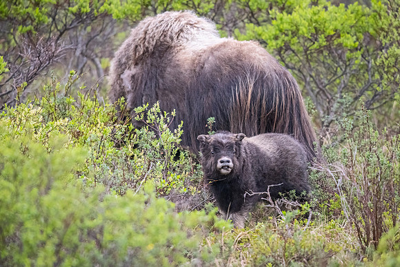 Muskox_Nome_2023_4
