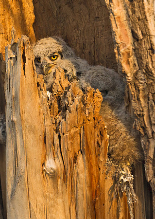 Great Horned Owl 24