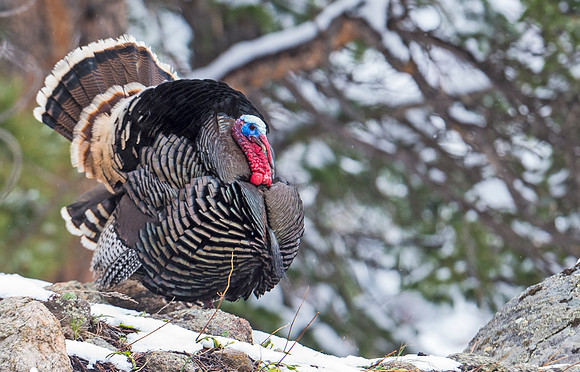 Turkey_7