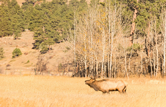 Elk_49