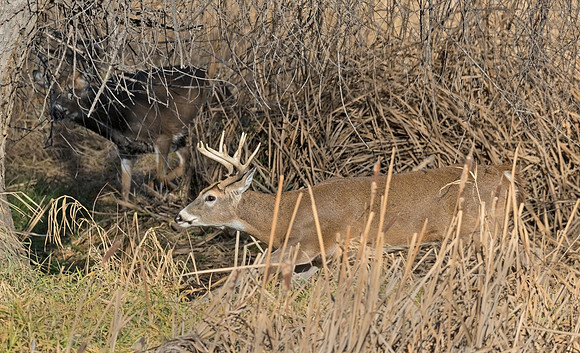 White-tailed_deer_15