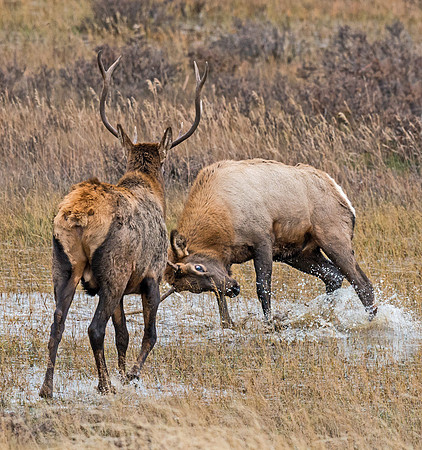 Elk_23