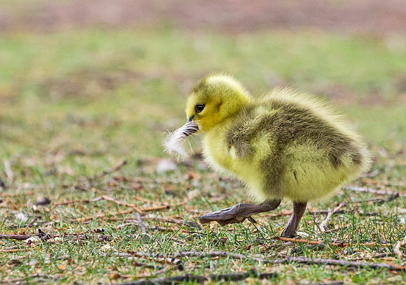 Gosling_8