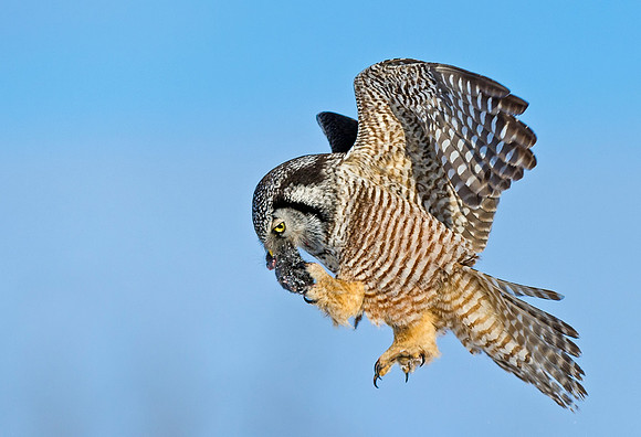 Hawk_owl_3