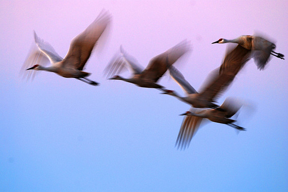 Dusky Sandhills