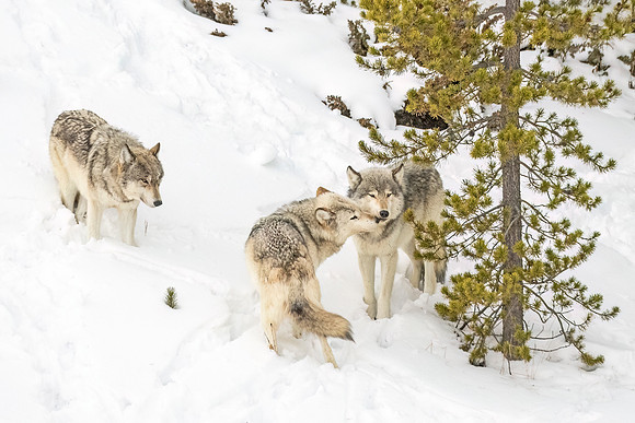 Wolf_YNP_2024_9