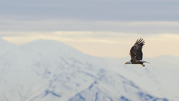 Bald_eagle_FB_2