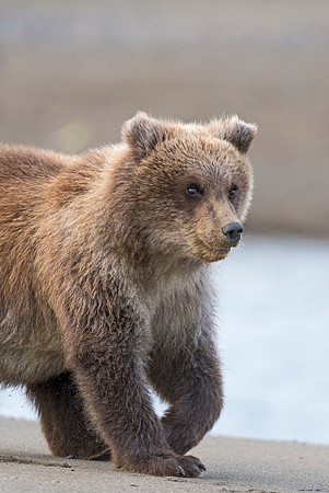 Brown_Bear_LC_20