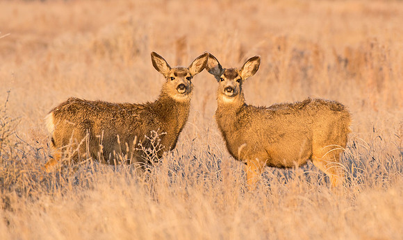 Mule_Deer_Fawn_34