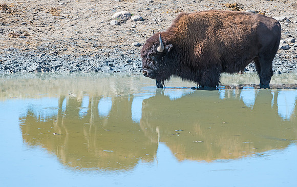 Bison_27