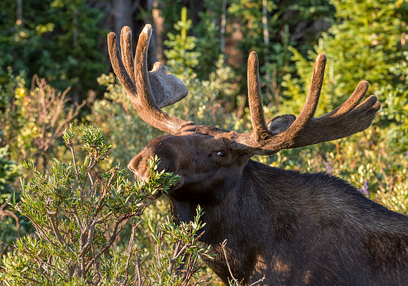 Moose_83