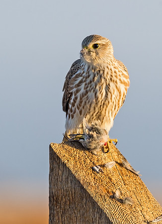 Prairie_falcon_1