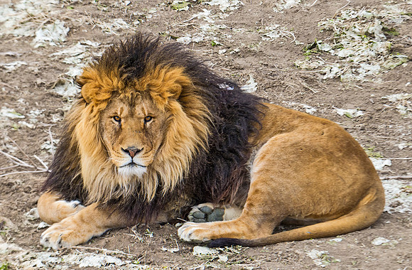 African_lion_1