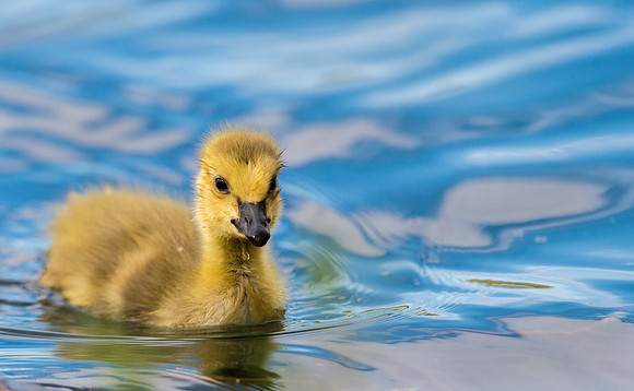 Gosling_7