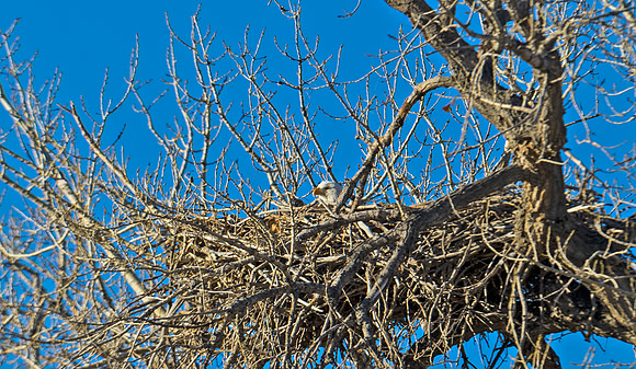Bald_eagle_66