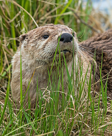 River_otter_5