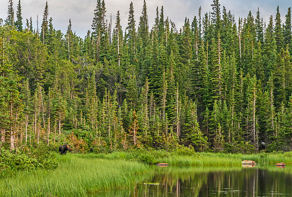 Moose_70
