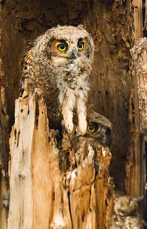 Great_horned_owlet_32