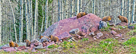 Marmot_happy_hour