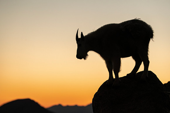 Mountain_goat_MBS_2024_4