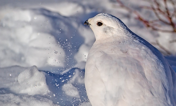White-tailed_ptarmigan_23