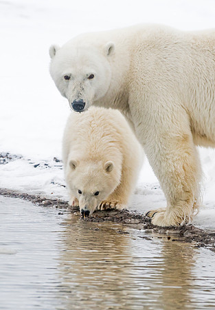 Polar_bear_10