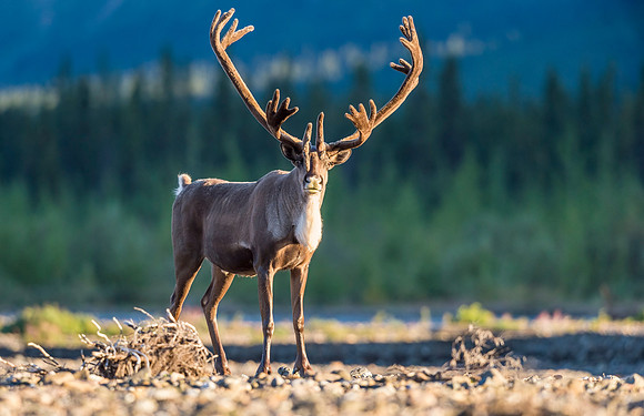 Caribou_Denali_2016-8