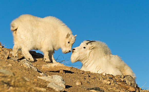 Mountain_goat_32