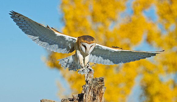 barn_owl_8