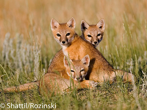 Swift Fox