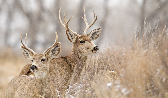 Mule_deer_104