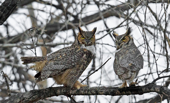 Great Horned Owl 26