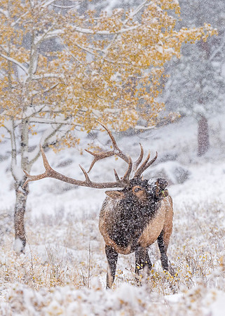 Elk_RMNP_2017_26