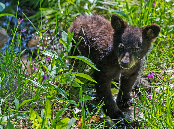 Black_bear_7
