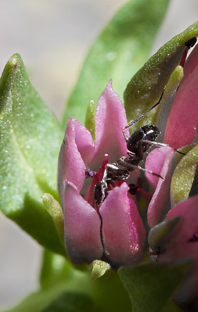 Ant in Queens Crown