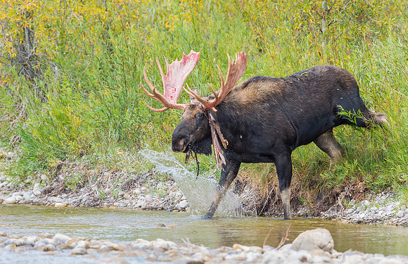 Moose_GTNP_2016_6