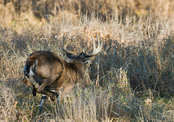 White-tailed_deer_20