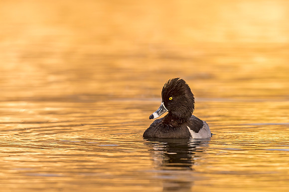 Lesser_scaup_Tingley_2019_3
