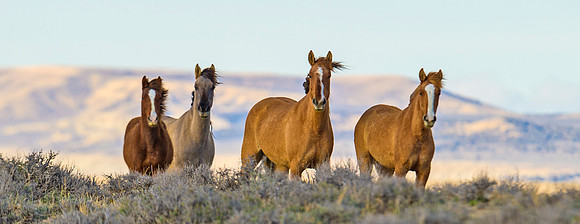 Wild_horse_11