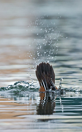 Hooded_merganser_14