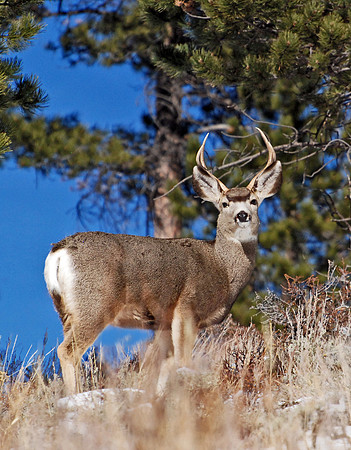 Mule Buck