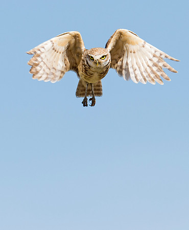 Burrowing_owl_35
