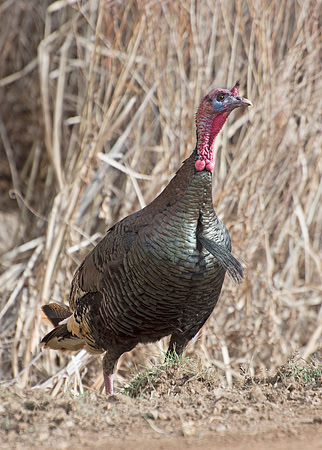 Turkey_WC_14