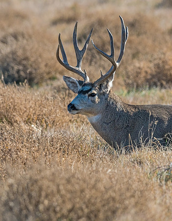 Mule_deer_buck_61