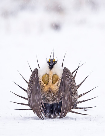 Greater_Sage_Grouse_2015_1