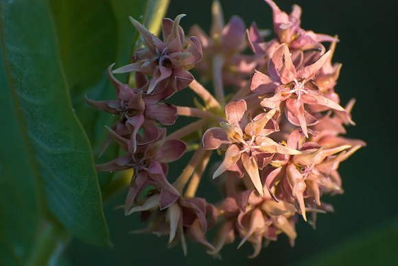 Showy Milkweed