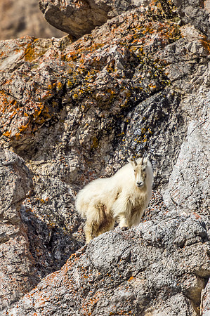 A21-Mountain_goat_GTNP_2020_1