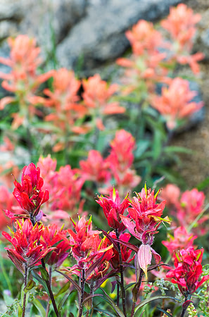 Wildflowers_Mt_Evans_3