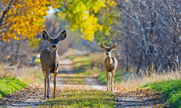 Mule_deer_38